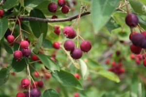 Saskatoon Berry Bush